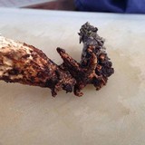 Neolentinus lepideus image