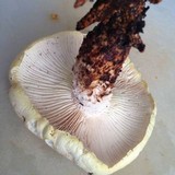 Neolentinus lepideus image