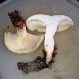 Neolentinus lepideus image