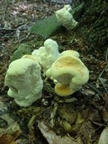 Bondarzewia berkeleyi image