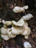 Pleurotus pulmonarius image