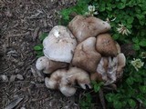 Pluteus petasatus image