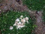 Pluteus petasatus image