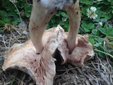 Pluteus petasatus image