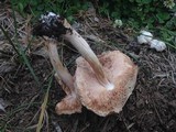 Pluteus petasatus image