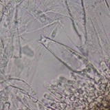 Pluteus petasatus image