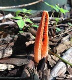 Pseudocolus fusiformis image