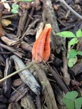 Pseudocolus fusiformis image