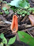 Pseudocolus fusiformis image