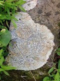 Porpidia albocaerulescens var. albocaerulescens image