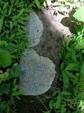 Porpidia albocaerulescens var. albocaerulescens image