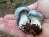 Hygrophorus caeruleus image