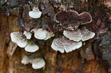 Trichaptum laricinum image