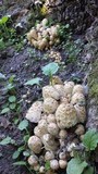 Coprinopsis variegata image