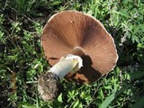 Agaricus arvensis image