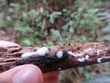 Ceratiomyxa fruticulosa var. fruticulosa image