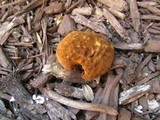 Pholiota granulosa image