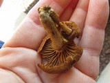 Pholiota granulosa image