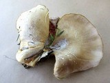 Hohenbuehelia petaloides image
