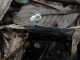 Xylaria cubensis image