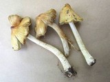 Inocybe rimosa image