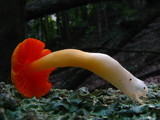 Humidicutis marginata var. marginata image