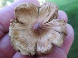Inocybe rimosa image