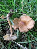 Inocybe rimosa image