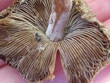 Inocybe rimosa image