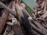 Xylaria cubensis image