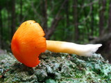 Humidicutis marginata image