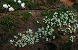 Ceratiomyxa fruticulosa var. fruticulosa image