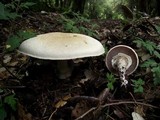 Agaricus silvicola image