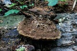 Phellinus gilvus image