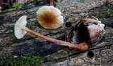 Gymnopus semihirtipes image