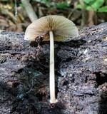 Pluteus longistriatus image