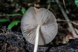 Pluteus longistriatus image