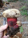 Caloboletus rubripes image