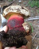 Caloboletus rubripes image