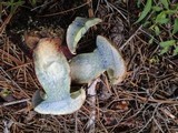 Caloboletus rubripes image