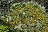Caloplaca flavovirescens image