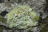 Caloplaca flavovirescens image