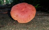 Boletus rubellus image