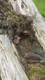 Phellinus igniarius image