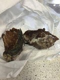 Phellinus igniarius image