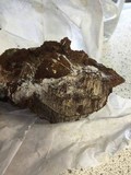 Phellinus igniarius image