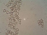 Entoloma rhodopolium image