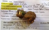 Gyromitra californica image