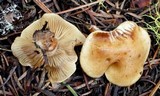 Pholiota spumosa image