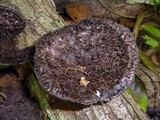 Hexagonia hydnoides image